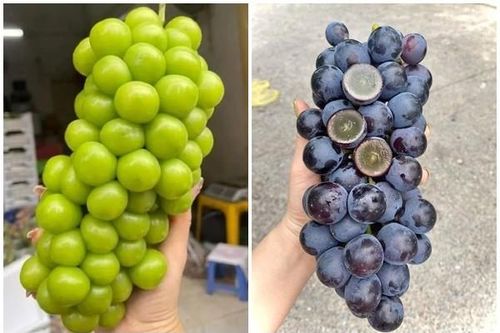 Sự thật loại nho nhập khẩu giá 'rẻ hơn rau' bán đầy chợ