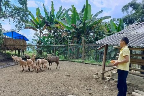 Vùng cao Lai Châu thoát nghèo từ chăn nuôi theo hướng hàng hóa