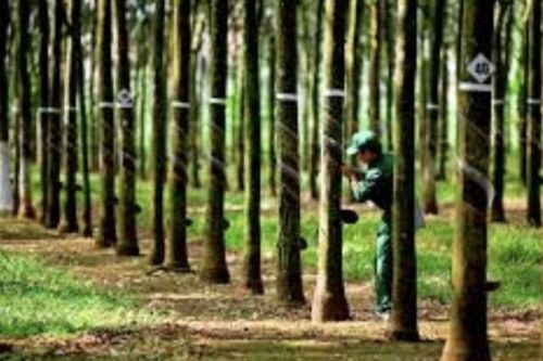 Cao su Tây Ninh (TRC) lợi nhuận gia tăng nhờ đầu ra tăng giá