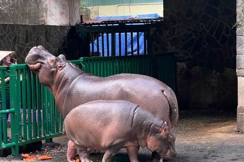 Du khách bất ngờ được dự lễ thôi nôi cho hà mã ở Thảo Cầm Viên