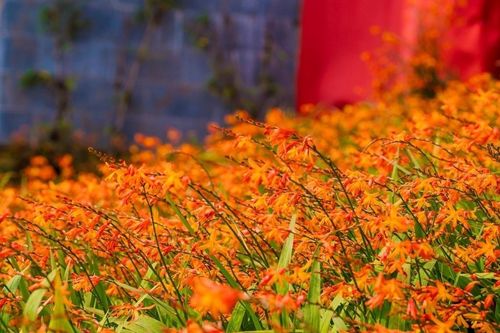 Lễ hội hoa dơn thóc rực rỡ sắc màu trên đỉnh Fansipan