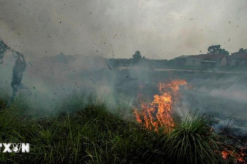 Indonesia: Nguy cơ cháy rừng tại nhiều khu vực do khô hạn kéo dài