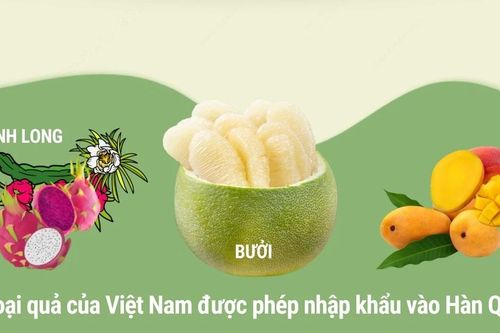 Hàn Quốc chính thức cấp phép nhập khẩu quả bưởi tươi của Việt Nam