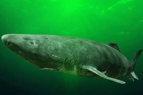 Vén màn bí mật cá mập Greenland, loài sinh vật có thể sống hàng trăm năm