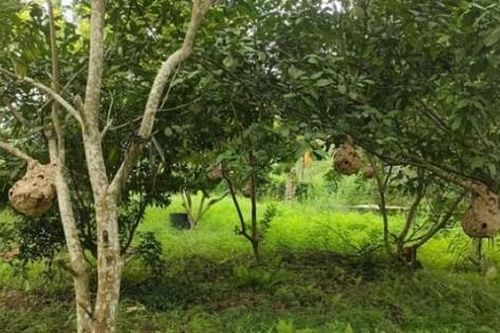 Nuôi loài 'tử thần' trong vườn, không cần cho ăn, 9x Phú Thọ thu trên 50 triệu đồng/vụ