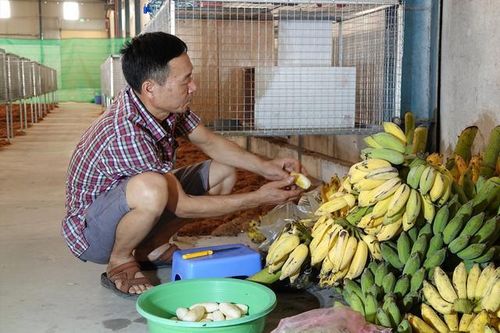 Nuôi con vật 'hiền như cục đất' lại mê ăn chuối, ông nông dân thu 5 tỷ đồng/năm