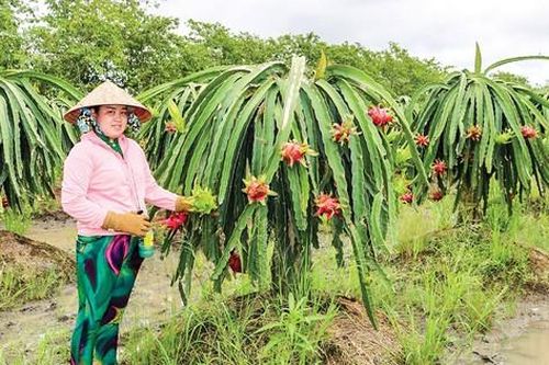 Giá nông sản 2/8: Lúa gạo điều chỉnh tăng, thanh long ruột đỏ giảm
