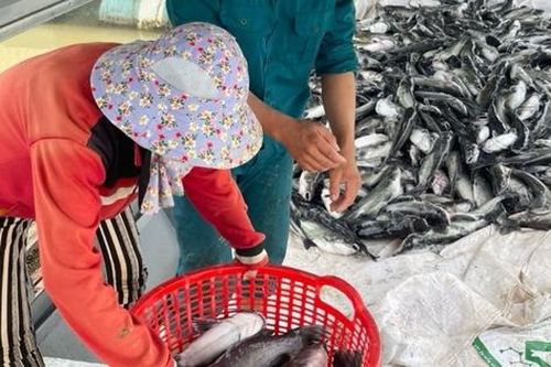 Kon Tum: Đề nghị làm rõ nguyên nhân hàng chục tấn cá chết trắng