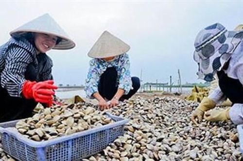 Nhiều hợp tác xã nuôi nghêu ở Trà Vinh đang thua lỗ nặng
