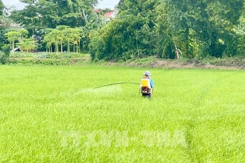 14 doanh nghiệp đăng ký tiêu thụ lúa vụ Thu Đông
