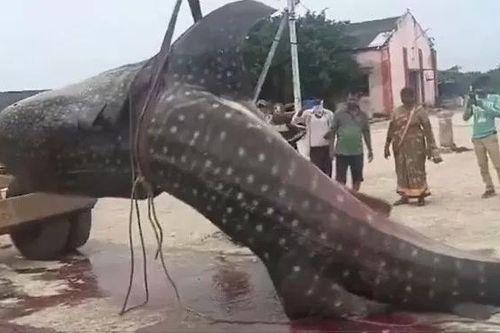 Cá mập voi khổng lồ nặng 1.500 kg 'sa lưới' ngư dân