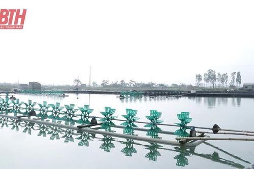 Bảo đảm an toàn diện tích nuôi trồng thủy sản trong mùa mưa bão