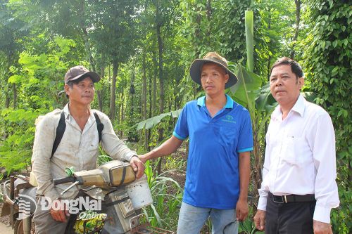 Tìm lại vị thơm cho tiêu