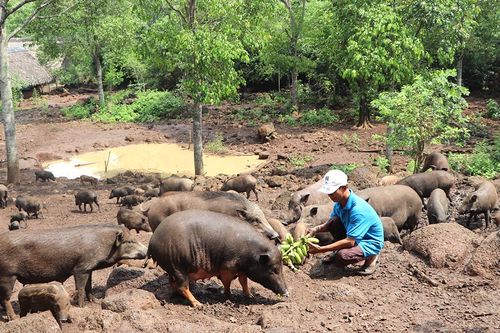 Nuôi con đặc sản của rừng