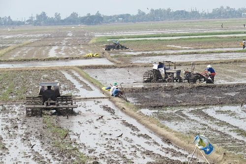 Huyện Tân Hồng dự kiến xuống giống hơn 10.000ha lúa thu đông
