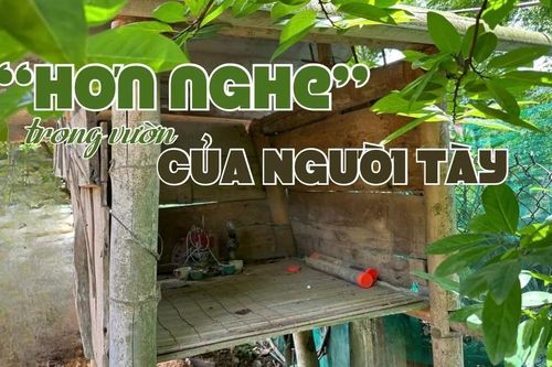 'Hơn Nghe' trong vườn của người Tày