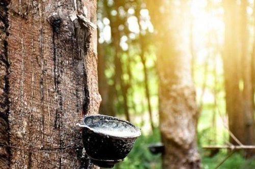 Cao su Đồng Phú hoàn thành 64% kế hoạch năm do có thu nhập cao từ đền bù, bồi thường