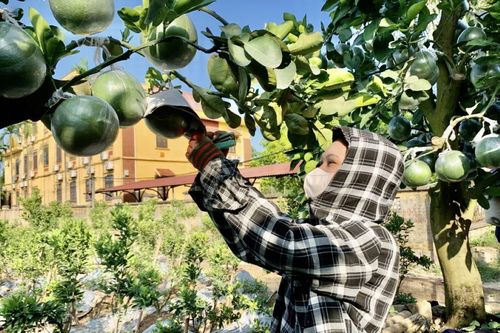 Bưởi Việt Nam chính thức được phép nhập khẩu vào Hàn Quốc