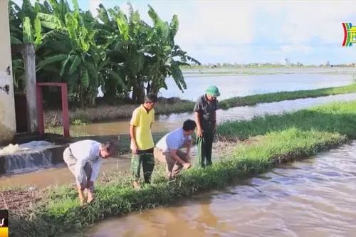 Nỗ lực giảm thiệt hại cho lúa và hoa màu
