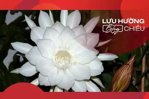 Đêm ấy quỳnh hương nở