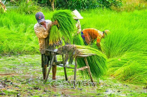 Tất bật nghề nông
