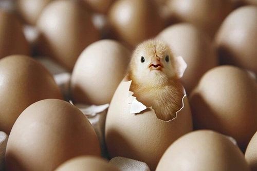 Cãi nhau 'gà có trước hay trứng có trước', thanh niên đâm bạn tử vong
