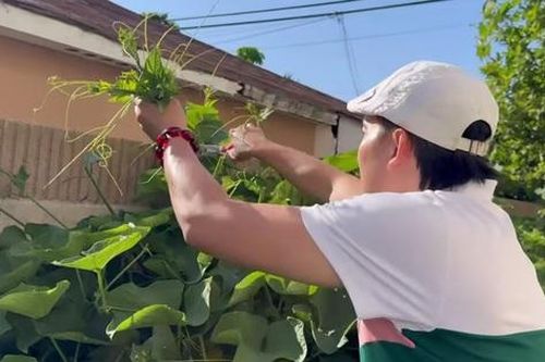 Một nam NSƯT tại Mỹ tự trồng rau ăn, hé lộ buôn bán khó khăn nên hay đi ăn chực