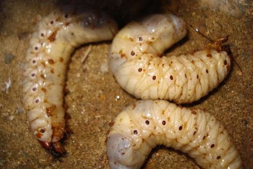 3 đặc sản ghê rợn 'giá chát' được ví như 'thần dược phòng the'