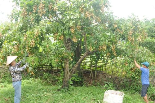Xóa đói giảm nghèo từ chuyển đổi cơ cấu cây trồng ở Sông Mã