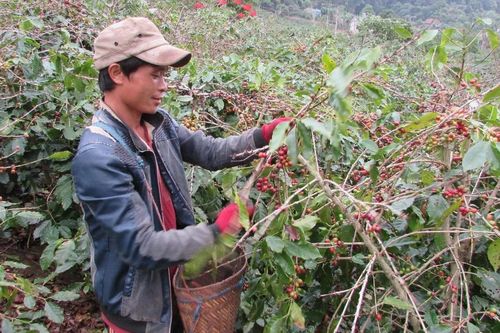 Xen canh phù hợp giúp nông dân nâng cao thu nhập