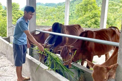 Phong Thổ đa dạng hóa hình thức hỗ trợ người dân thoát nghèo