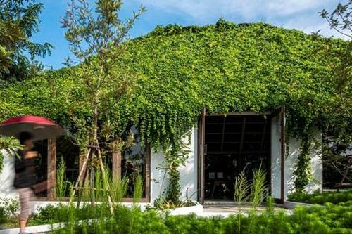 Nhà cấp 4 mái tôn luôn thoáng mát nhờ dàn dây leo làm mái