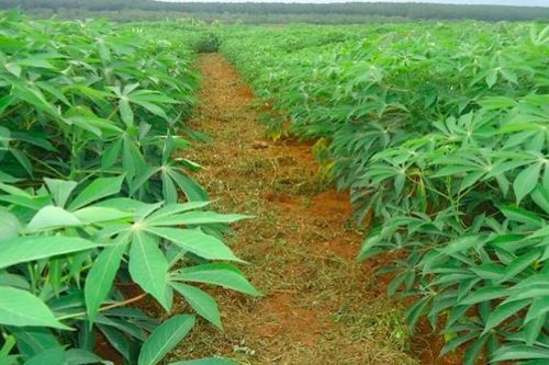 Doanh nghiệp tinh bột sắn lớn nhất Việt Nam báo lãi 'tụt' 45,9%