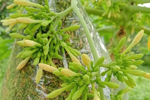 Những người cần tránh xa hoa đu đủ đực