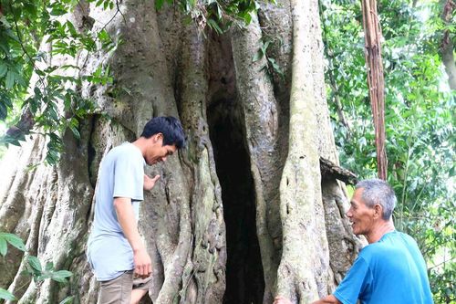 Kỳ thú cây đa rỗng ruột hàng trăm năm tuổi ở Nghệ An