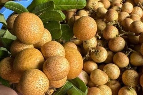 Loại nhãn này có gì đặc biệt mà giá 150.000 đồng/kg vẫn 'cháy' hàng?