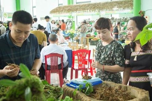 Lễ hội sâm Ngọc Linh Quảng Nam hút du khách, thu về tiền tỷ