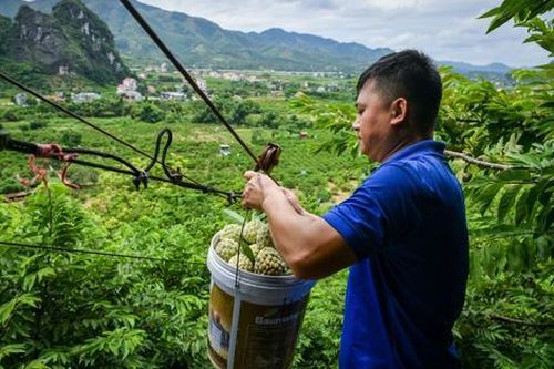 Loại quả được người dân Lạng Sơn trồng trên đỉnh núi, là đặc sản nổi tiếng khắp nước