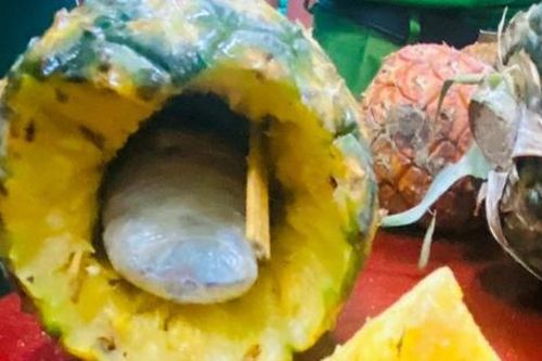 Bí mật bên trong quả dứa gai của nam thanh niên bị phanh phui