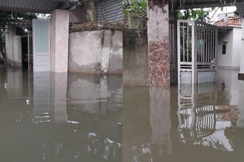 93ha lúa ở huyện Thạch Thất ngập trắng không có khả năng phục hồi