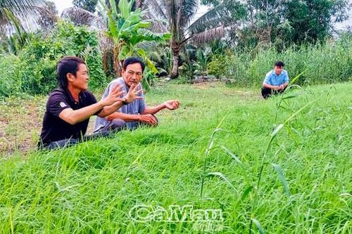 Chuẩn bị vụ lúa trên đất nuôi tôm