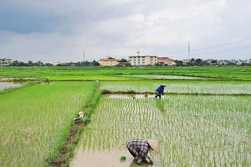 Ngành Nông nghiệp Hà Nội: Tập trung phục hồi sản xuất sau úng ngập