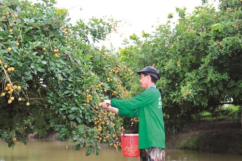 Thanh nhãn 'xuất ngoại'