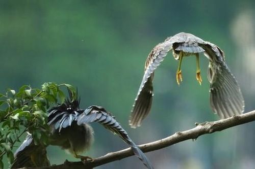 Du khách thích thú tận thấy đàn chim tự nhiên về Hồ Gươm làm tổ