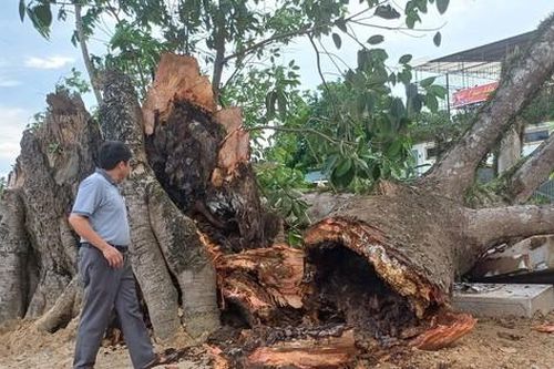 Cây đa di tích lịch sử hơn 300 tuổi bị gãy đổ