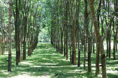 Thu hồi gần 10 triệu m2 đất của Công ty Cao su Thanh Hóa
