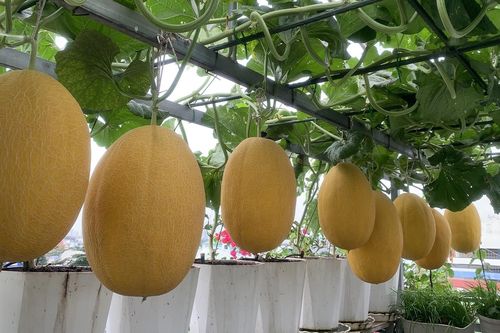 Mẹ đảm TPHCM cho dưa 'khoác áo, nằm võng', các con giảm hẳn xem tivi, điện thoại