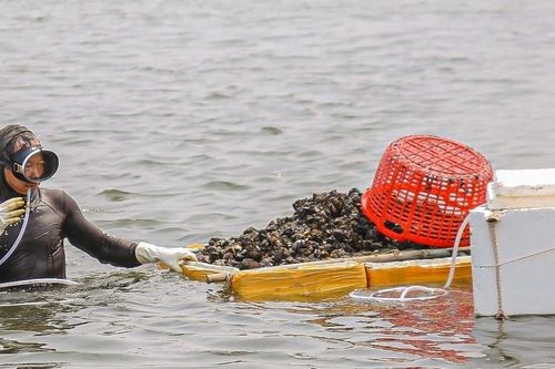 Ngâm mình giữa sông bắt bờm bợp, người Đà Nẵng kiếm tiền triệu trong buổi sáng
