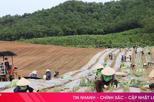 Cẩm Xuyên liên kết doanh nghiệp sản xuất vùng nguyên liệu dứa