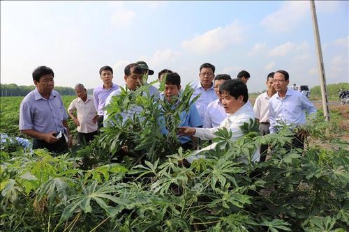 Giảm thiệt hại đến 20 triệu đồng/ha khi trồng giống kháng bệnh khảm lá